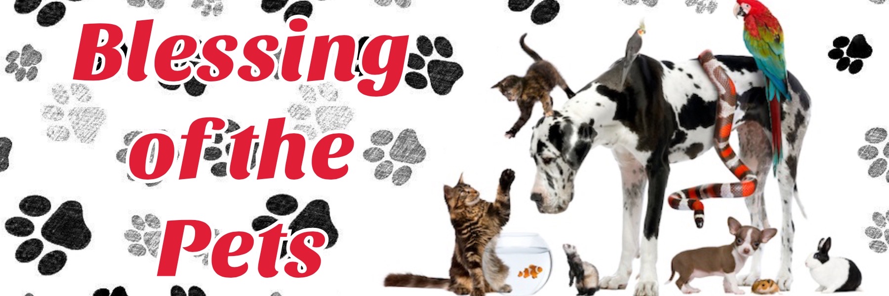 Blessing of the Pets Aledo United Methodist Church Parker Paws